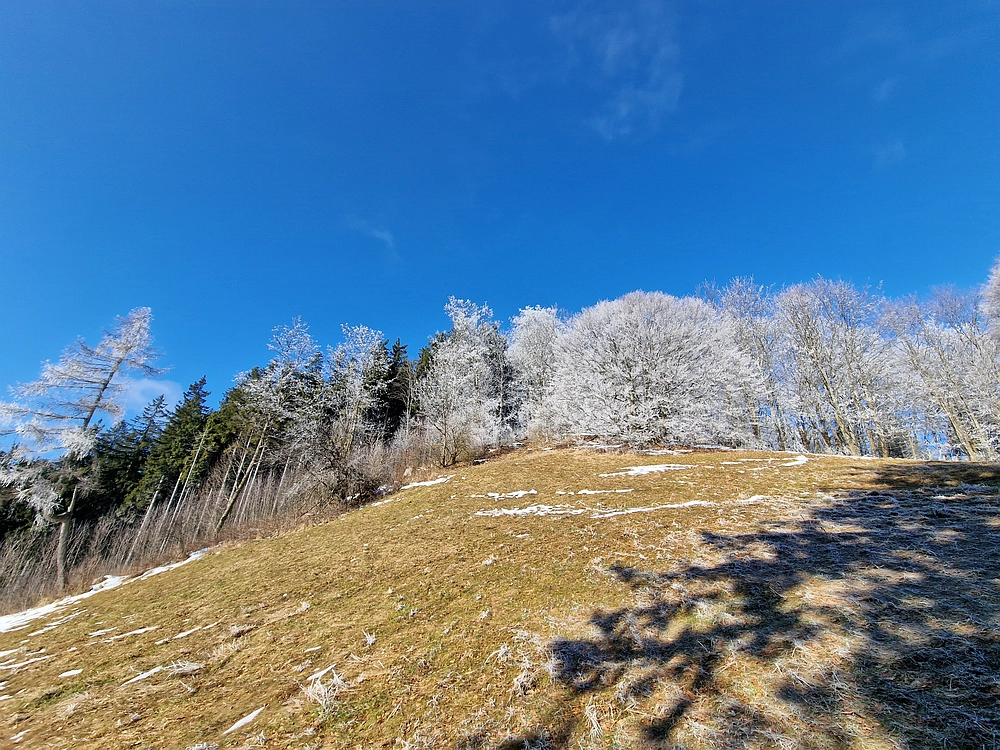 Javor, Sv. Planina, 18. 1. 2026
