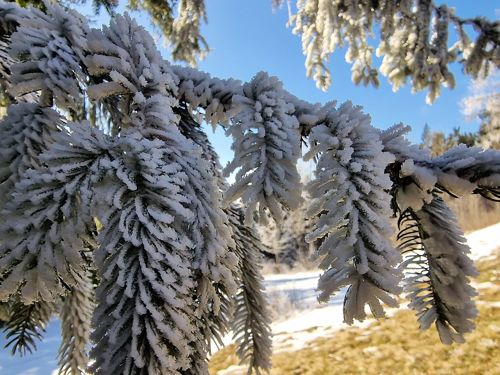 Javor, Sv. Planina, 18. 1. 2026
