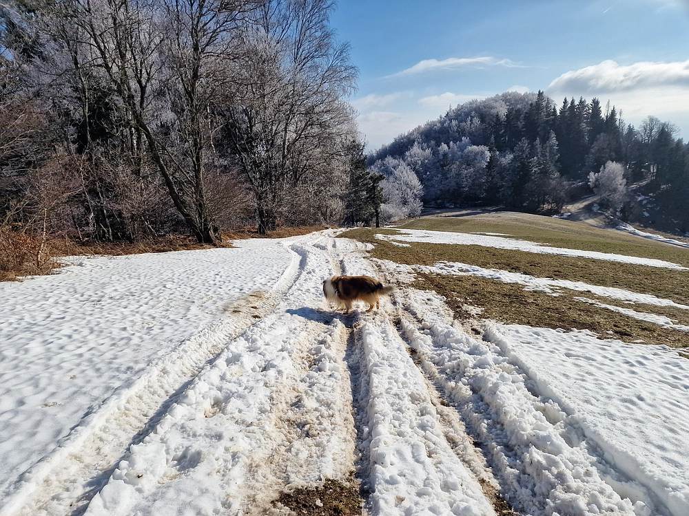 Javor, Sv. Planina, 18. 1. 2026