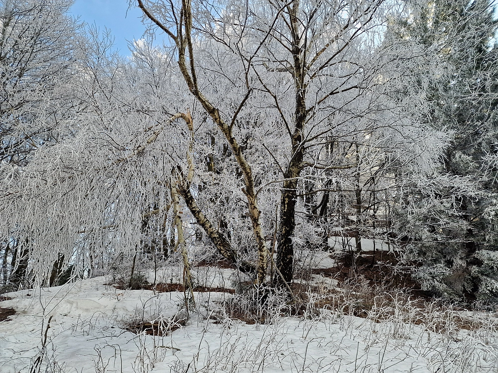 Javor, Sv. Planina, 18. 1. 2026