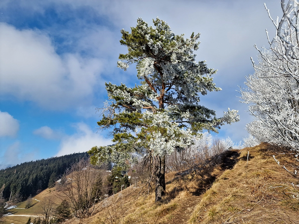Javor, Sv. Planina, 18. 1. 2026