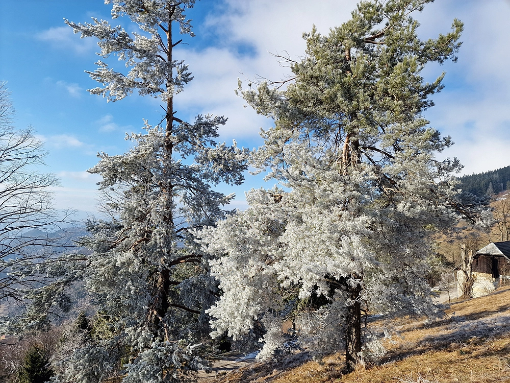 Javor, Sv. Planina, 18. 1. 2026