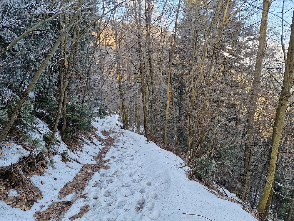 Javor, Sv. Planina, 18. 1. 2026