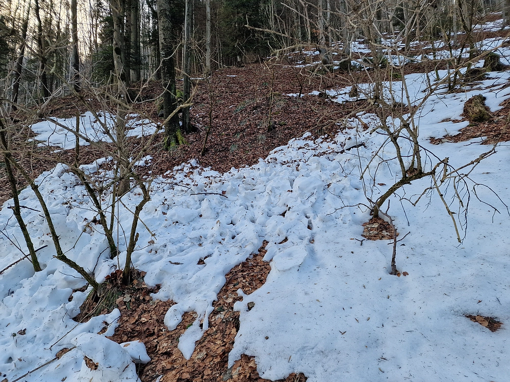 Javor, Sv. Planina, 18. 1. 2026