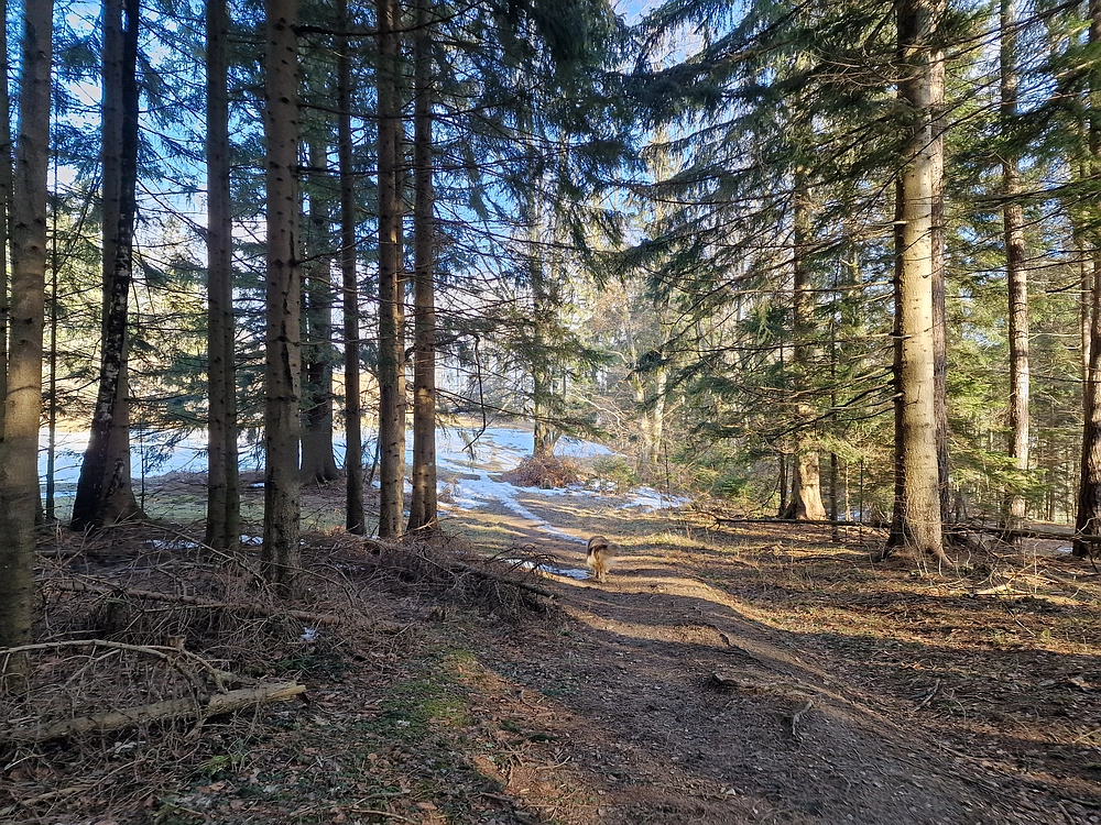 Javor, Sv. Planina, 18. 1. 2026