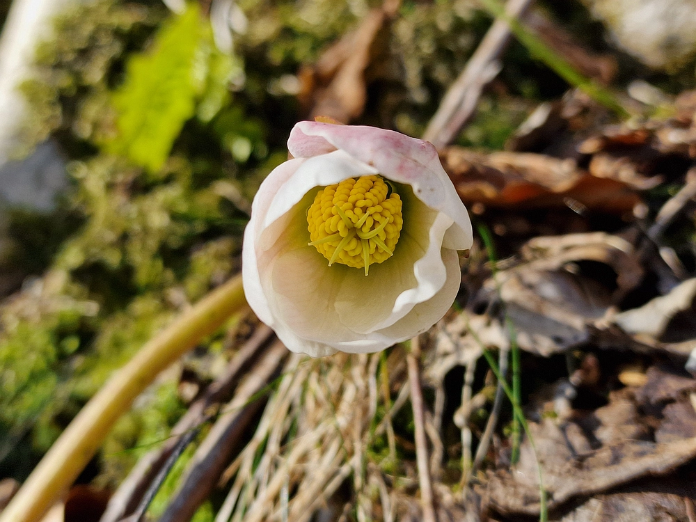 Javor, Sv. Planina, 18. 1. 2026