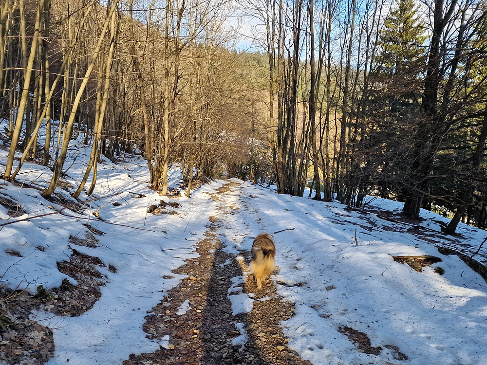 Javor, Sv. Planina, 18. 1. 2026