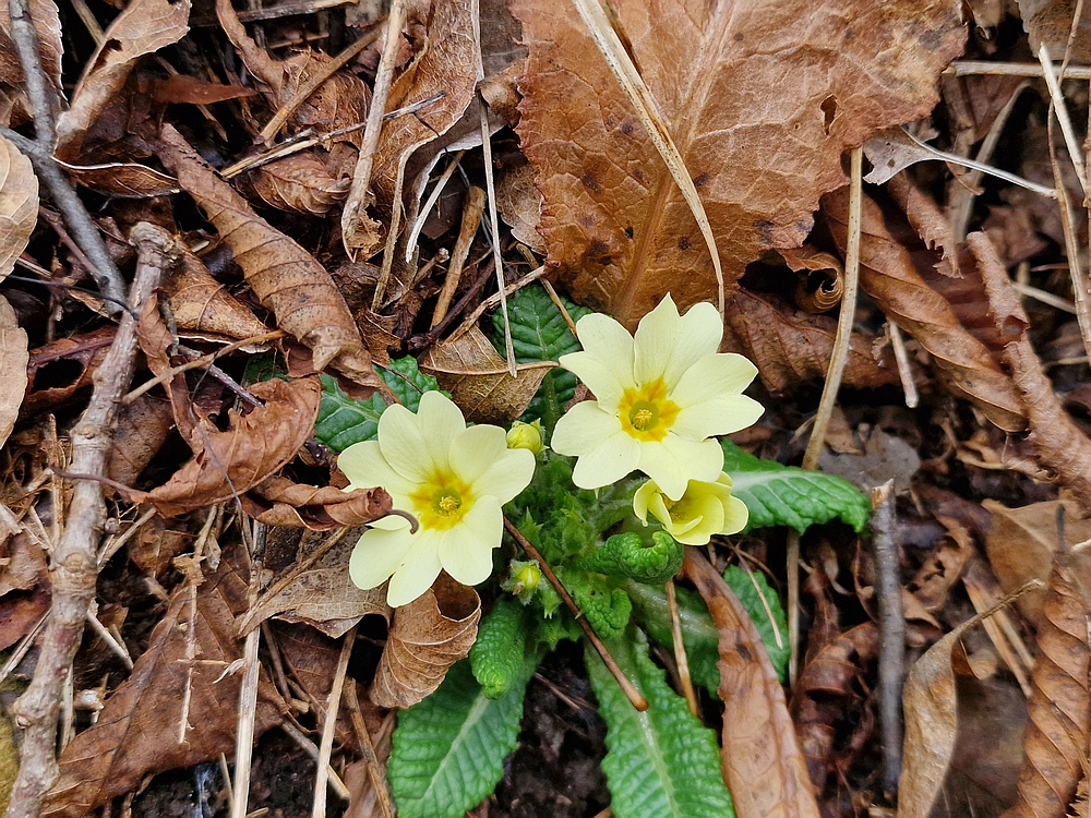 Špicberg, 31. 1. 2026
