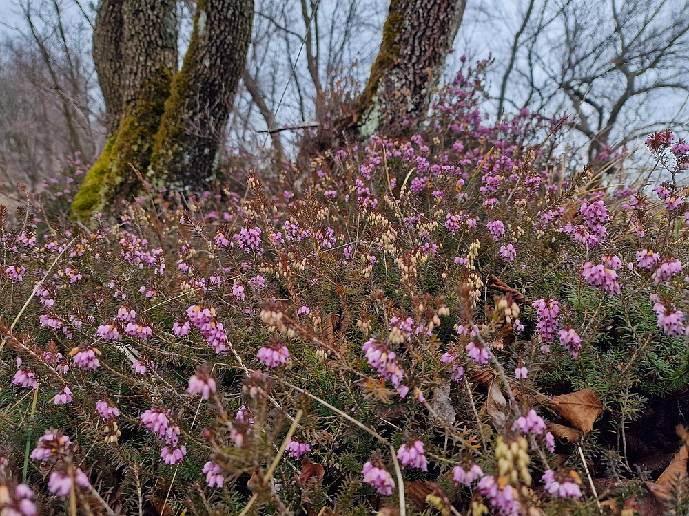 Špicberg, 31. 1. 2026