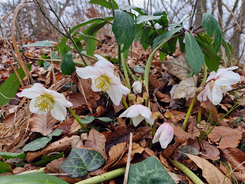Špicberg, 31. 1. 2026