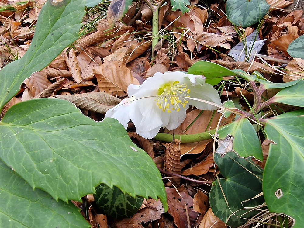 Špicberg, 31. 1. 2026