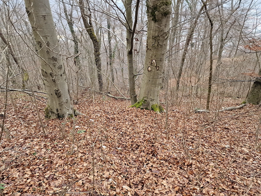 Špicberg, 31. 1. 2026