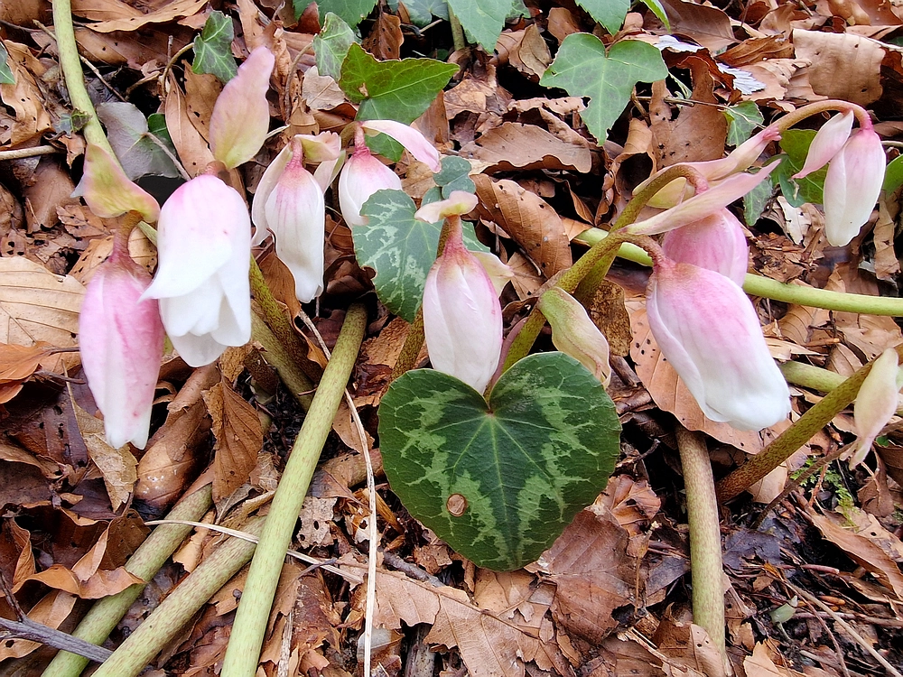 Špicberg, 31. 1. 2026