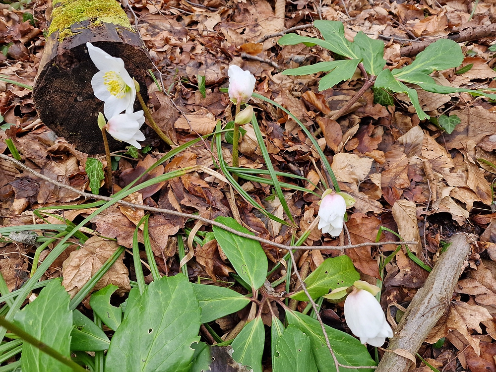 Špicberg, 31. 1. 2026
