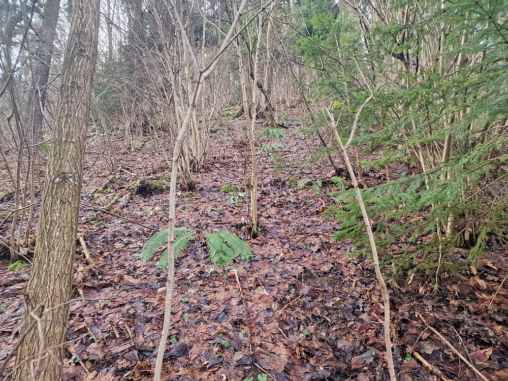 Kočet - Homič - Mrzlica, 8. 1. 2026