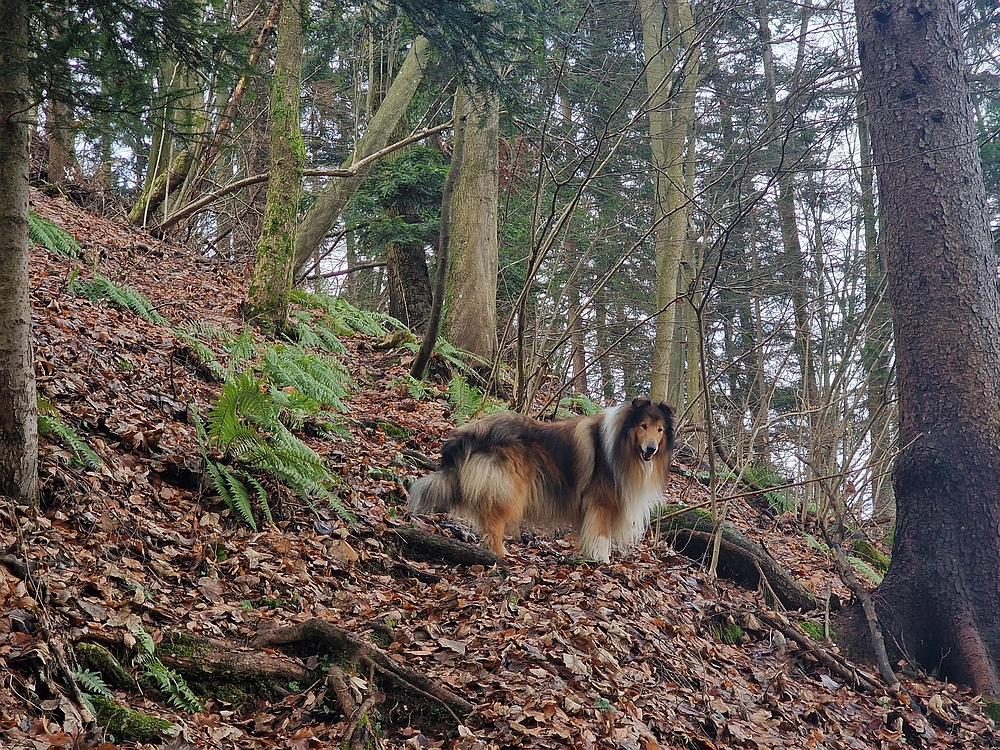 Kočet - Homič - Mrzlica, 8. 1. 2026