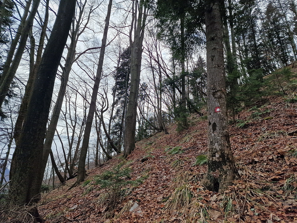 Kočet - Homič - Mrzlica, 8. 1. 2026