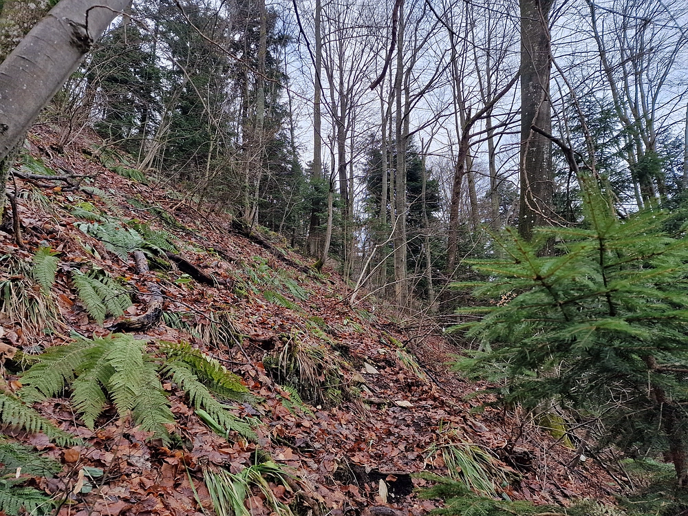 Kočet - Homič - Mrzlica, 8. 1. 2026