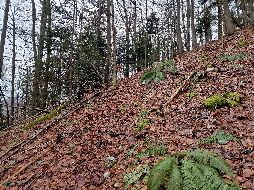 Kočet - Homič - Mrzlica, 8. 1. 2026