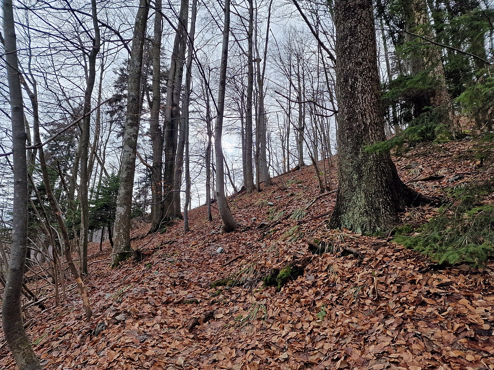 Kočet - Homič - Mrzlica, 8. 1. 2026