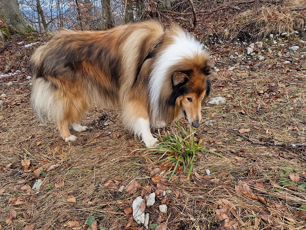 Kočet - Homič - Mrzlica, 8. 1. 2026