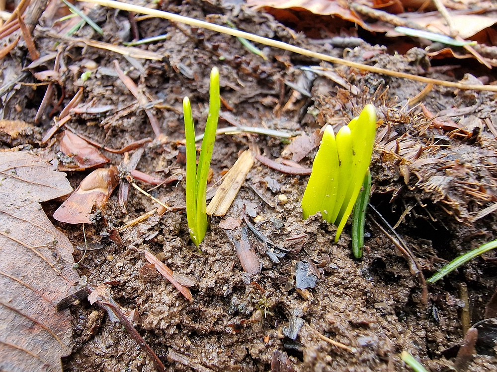 Kočet - Homič - Mrzlica, 8. 1. 2026