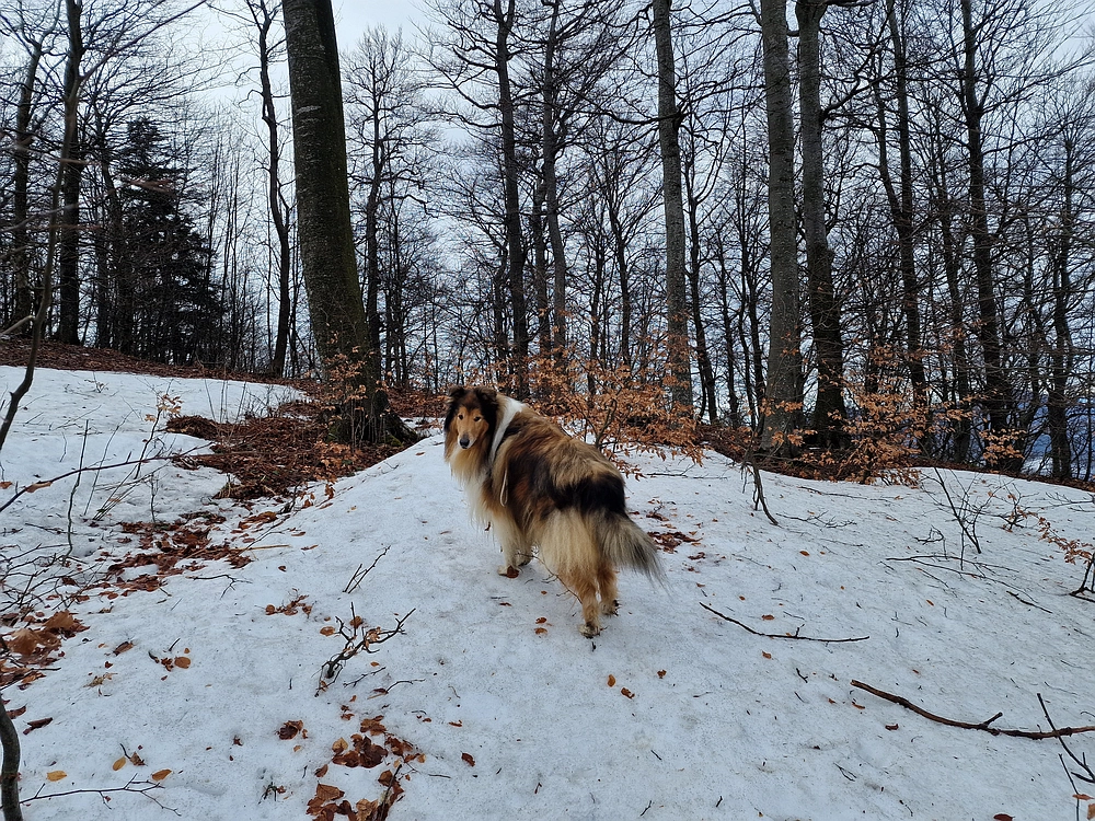 Kočet - Homič - Mrzlica, 8. 1. 2026