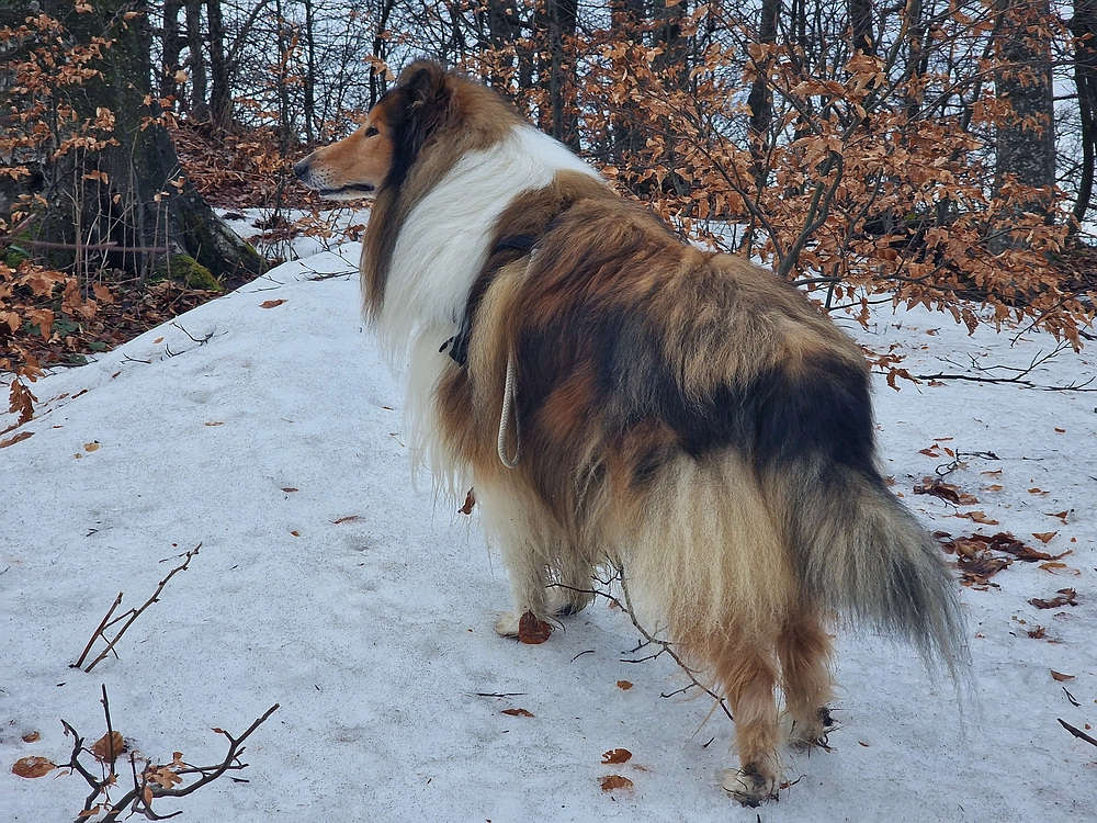 Kočet - Homič - Mrzlica, 8. 1. 2026