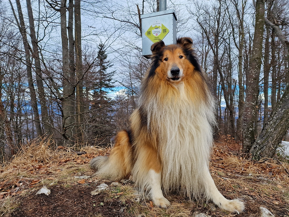 Kočet - Homič - Mrzlica, 8. 1. 2026