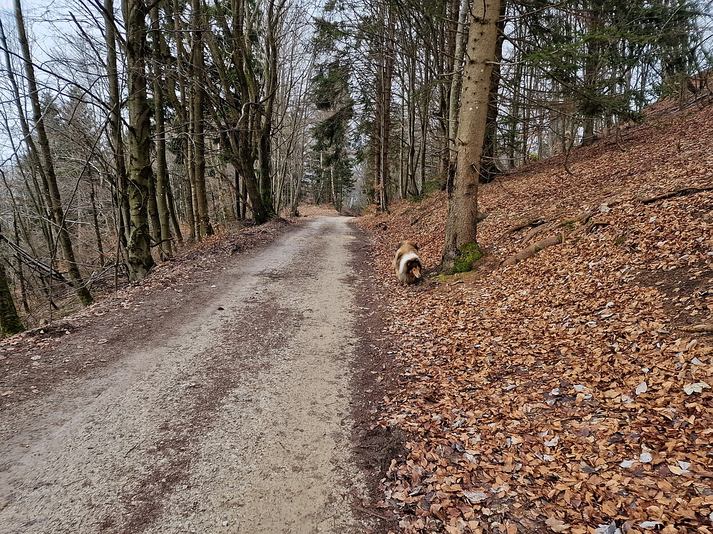 Kočet - Homič - Mrzlica, 8. 1. 2026