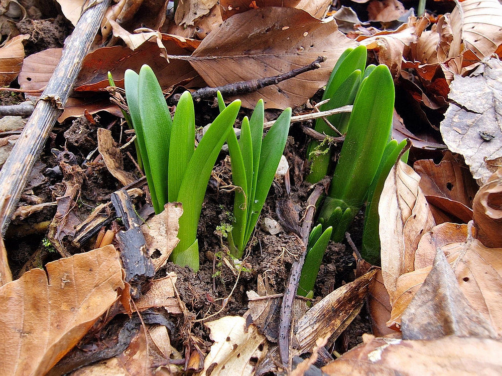 Kočet - Homič - Mrzlica, 8. 1. 2026