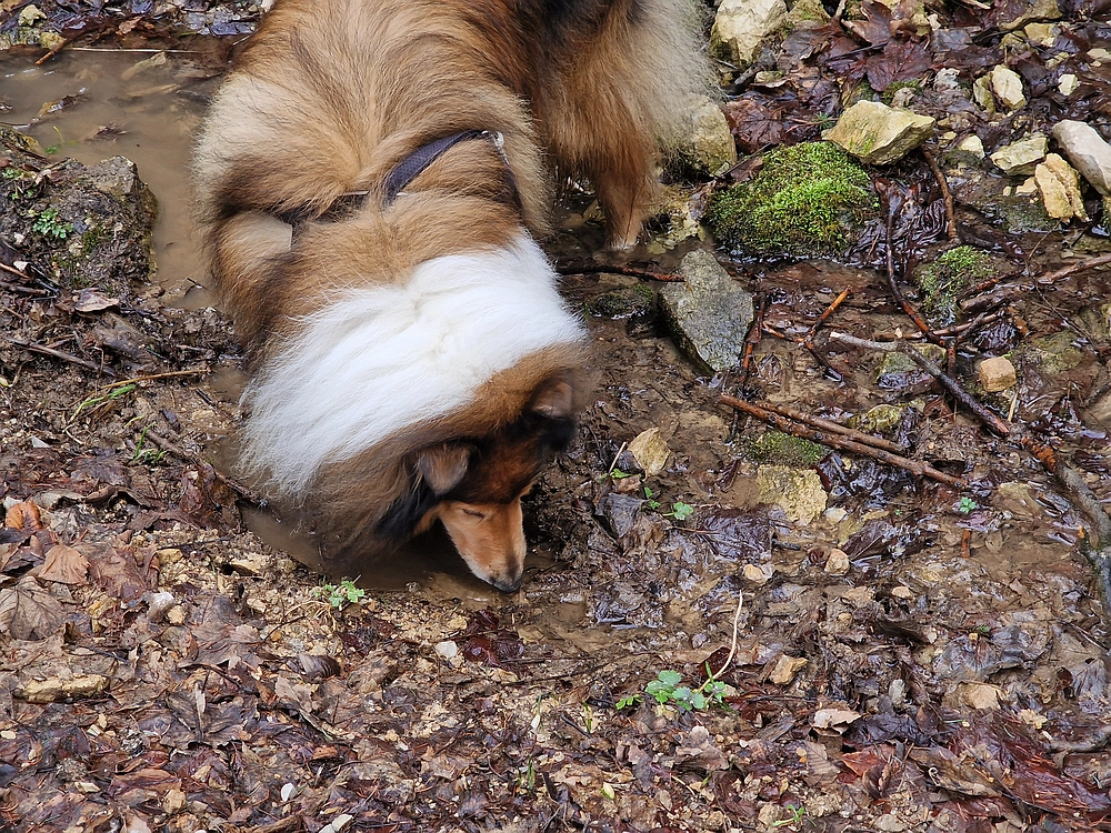 Kočet - Homič - Mrzlica, 8. 1. 2026