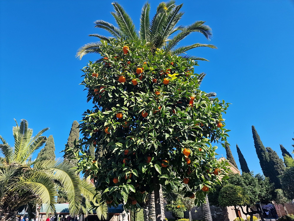 Rim, Neapelj, Pompeji, Vezuv, 16. - 19. 2. 2026