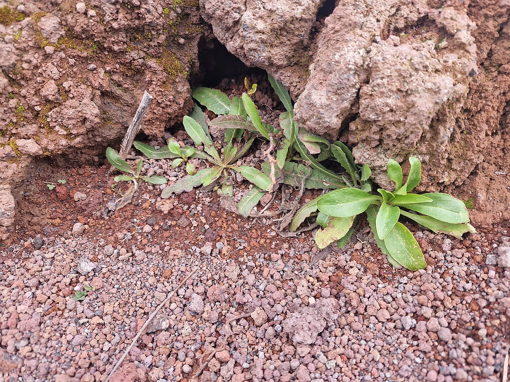 Rim, Neapelj, Pompeji, Vezuv, 16. - 19. 2. 2026