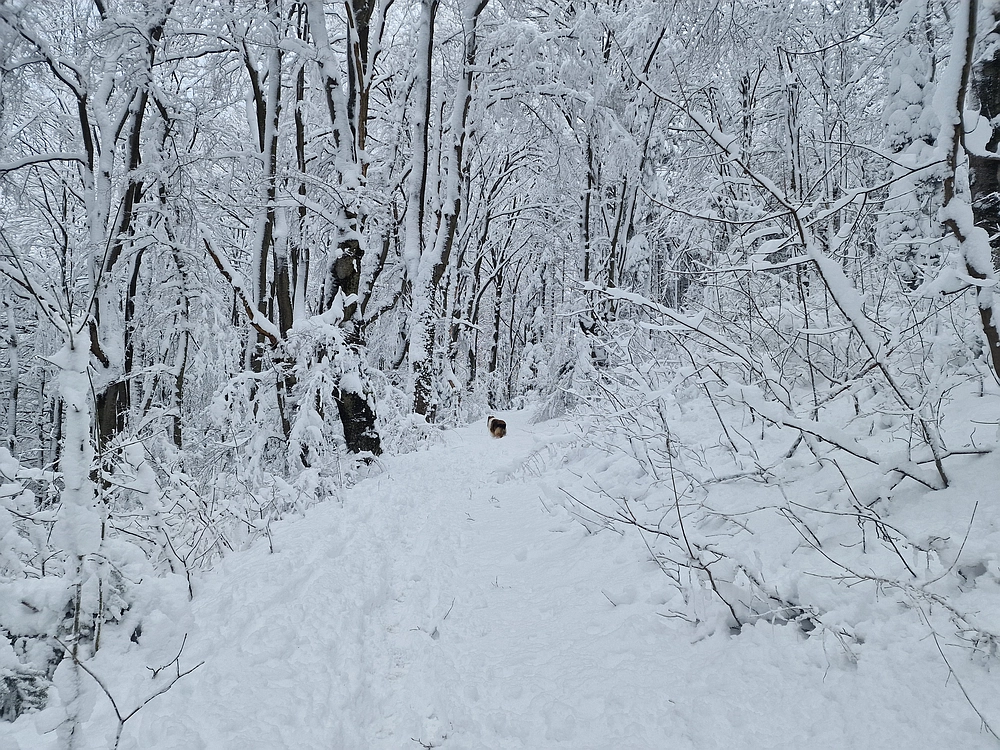 Sveta Planina, 21. 2. 2026