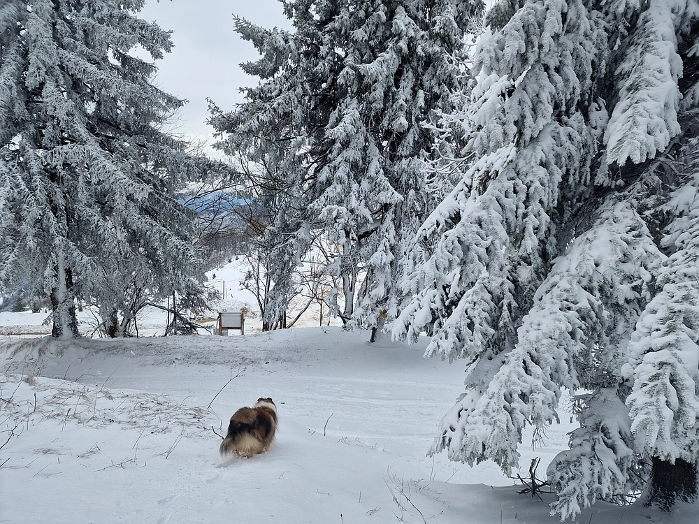 Sveta Planina, 21. 2. 2026
