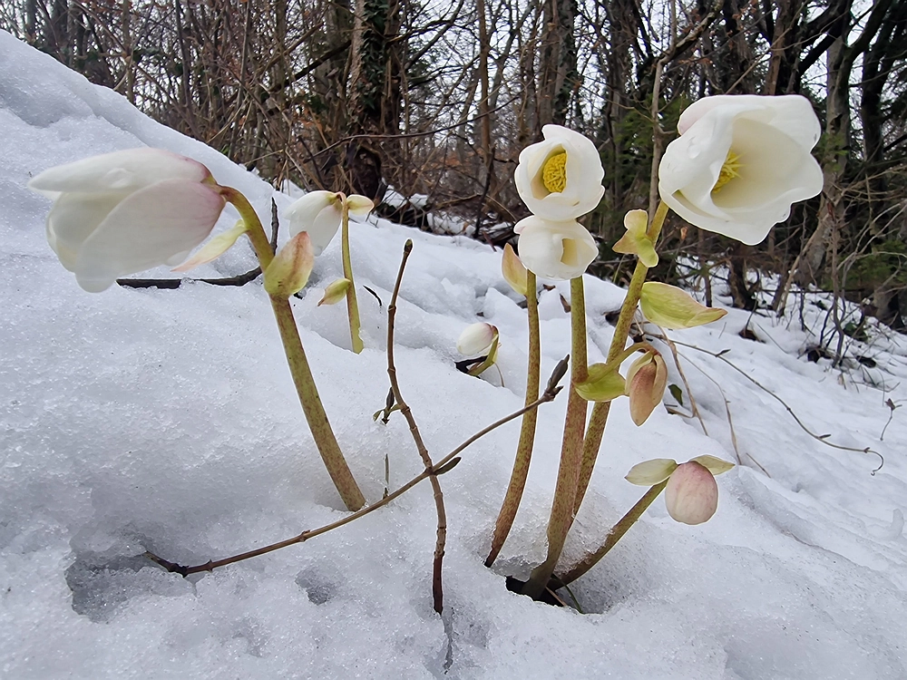 Sveta Planina, 21. 2. 2026