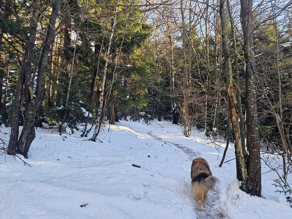 Mrzlica, 22. 1. 2026