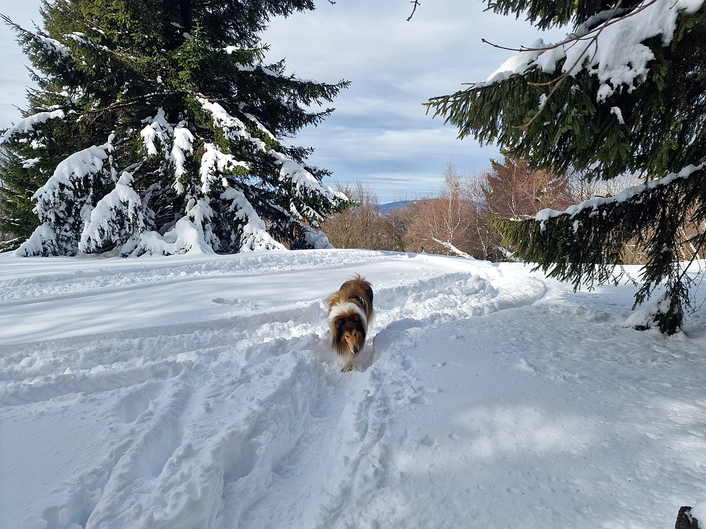 Mrzlica, 22. 1. 2026