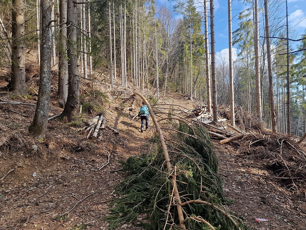 Jesenovo - Čemšeniška planina, 1. 3. 2026