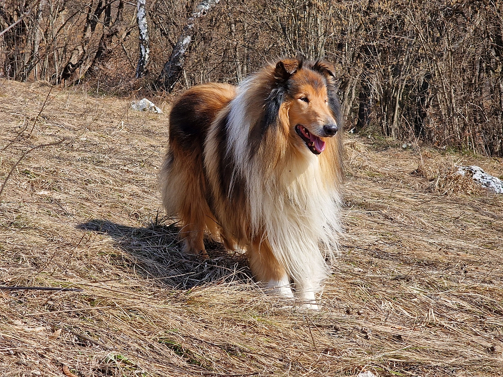 Jesenovo - Čemšeniška planina, 1. 3. 2026
