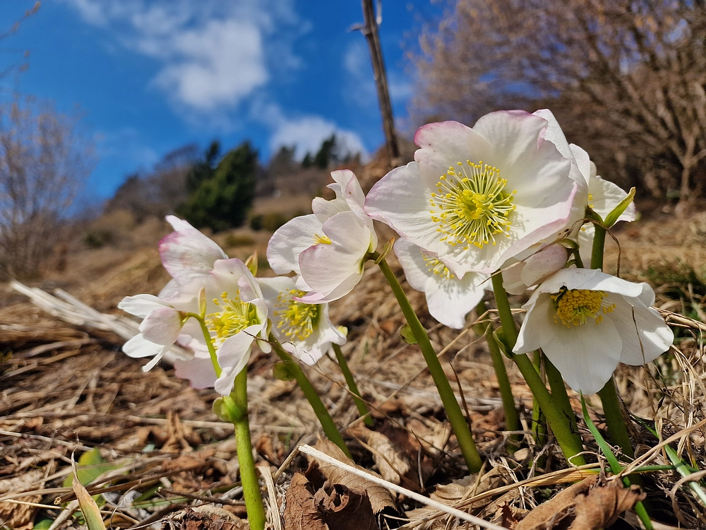 Jesenovo - Čemšeniška planina, 1. 3. 2026