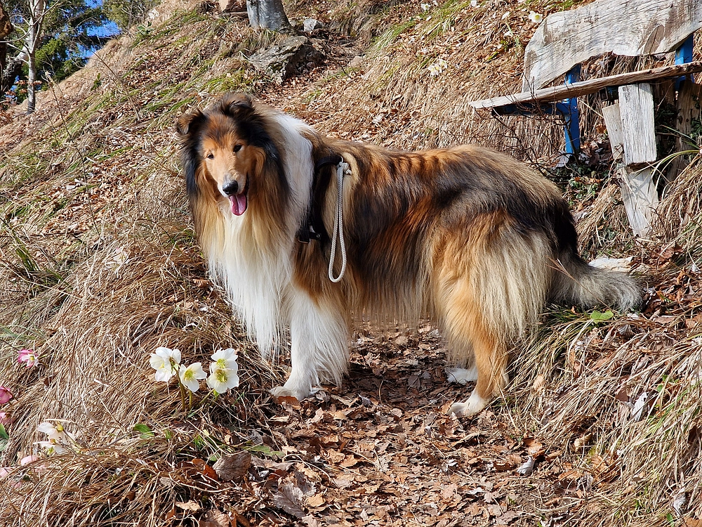 Jesenovo - Čemšeniška planina, 1. 3. 2026