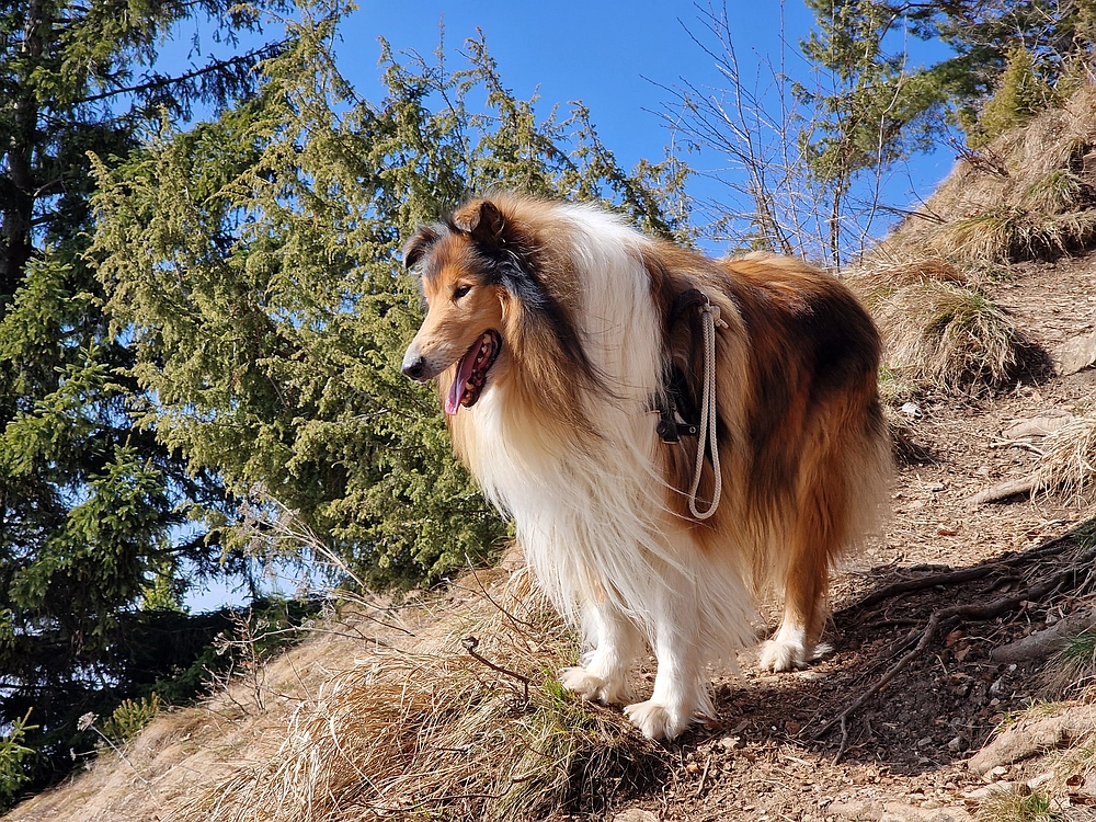 Jesenovo - Čemšeniška planina, 1. 3. 2026