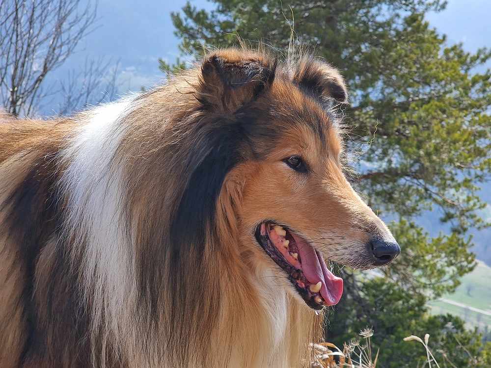 Jesenovo - Čemšeniška planina, 1. 3. 2026