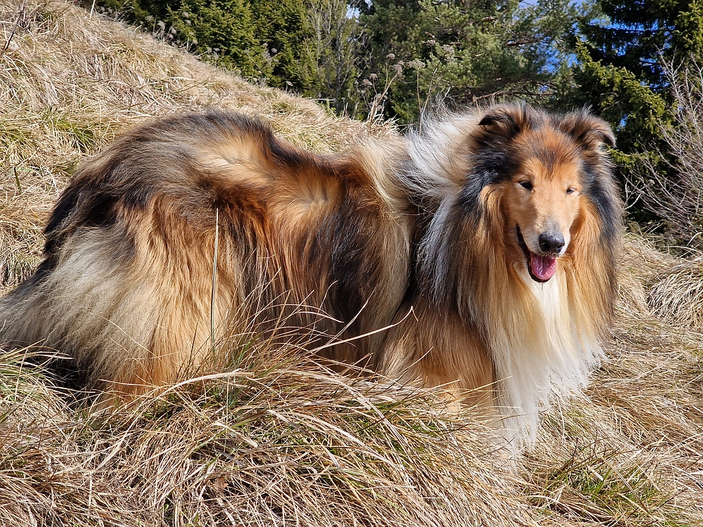 Jesenovo - Čemšeniška planina, 1. 3. 2026