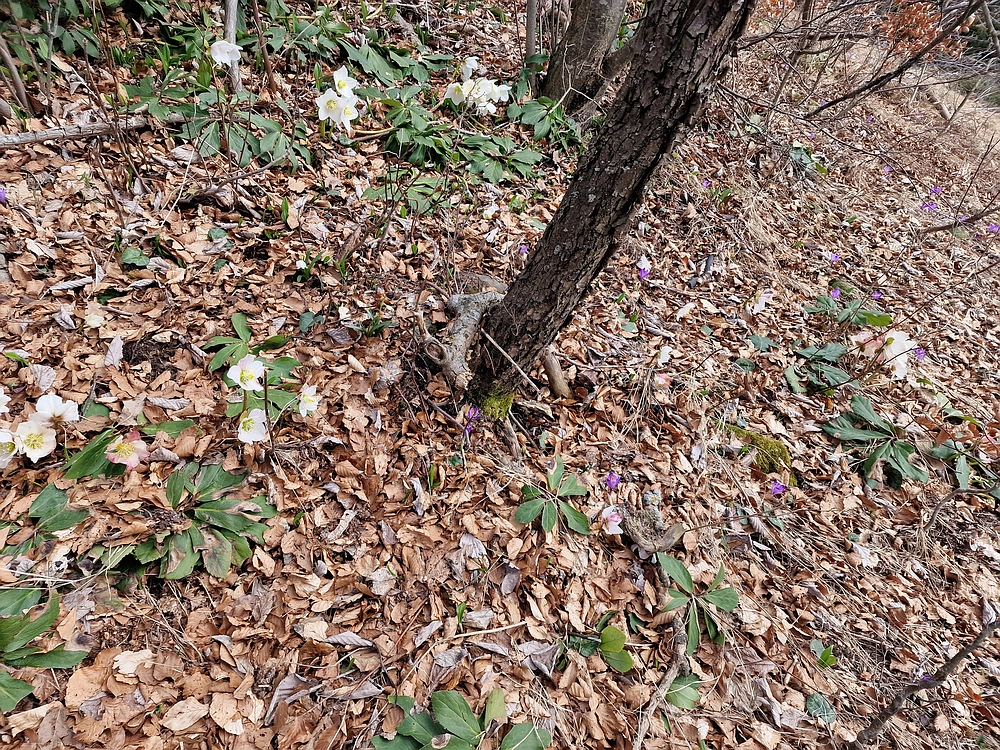 Jesenovo - Čemšeniška planina, 1. 3. 2026