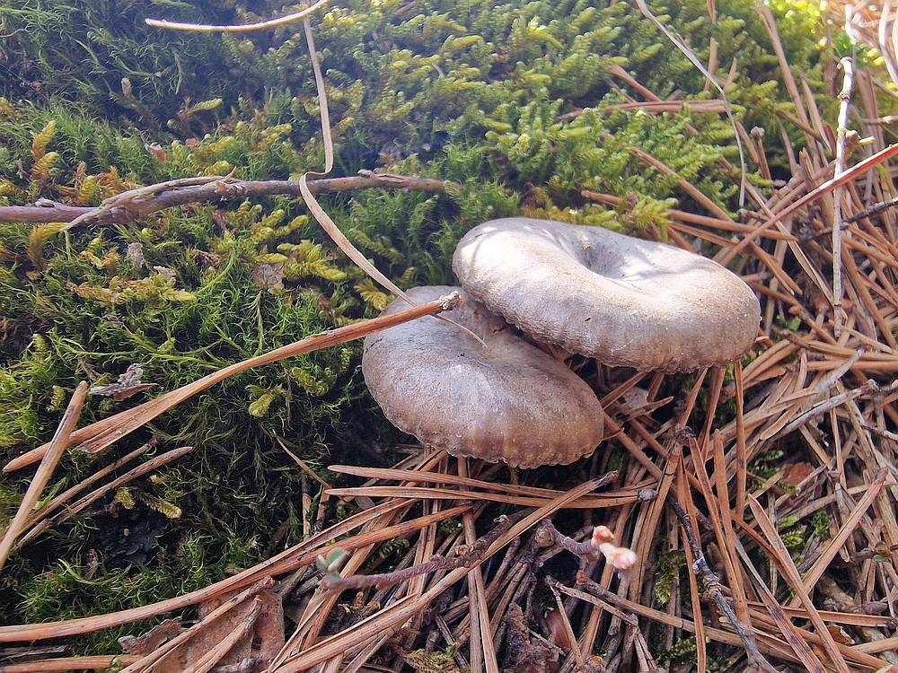 Jesenovo - Čemšeniška planina, 1. 3. 2026