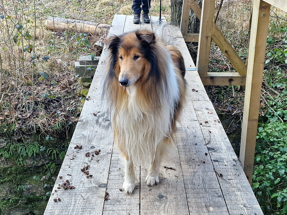 Kislica, Špičasti vrh, 8. 3. 2026