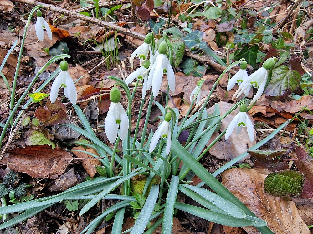 Kislica, Špičasti vrh, 8. 3. 2026